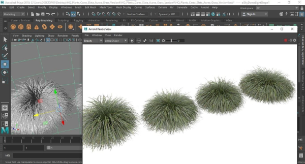 Plants Carex Elata Aurea Grass Version4