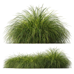Plants Carex Elata Aurea Grass Version4
