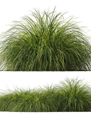plants-carex-elata-aurea-grass-version4-3d-model-337614622a