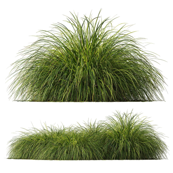 Plants Carex Elata Aurea Grass Version4