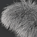 Plants Carex Elata Aurea Grass Version4