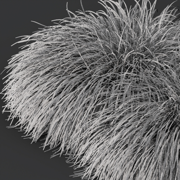 Plants Carex Elata Aurea Grass Version4