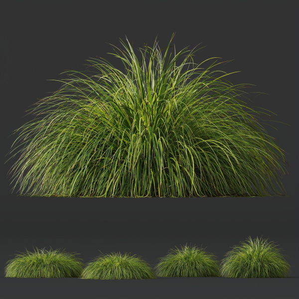 Plants Carex Elata Aurea Grass Version4