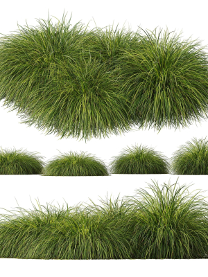Plants Carex Elata Aurea Grass Version4