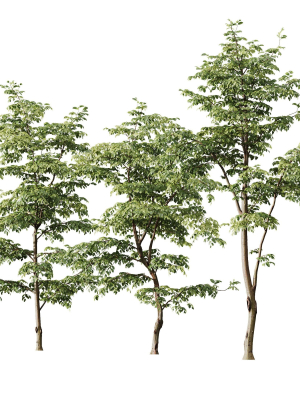 plants-carpinus-betulus-3d-model-07fc16beec
