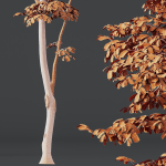 Plants Carpinus Betulus