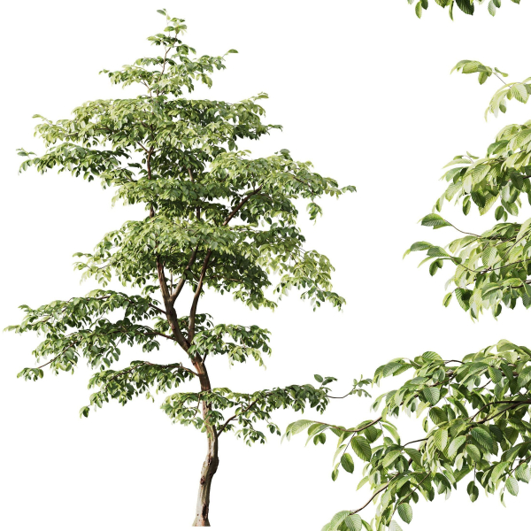 Plants Carpinus Betulus