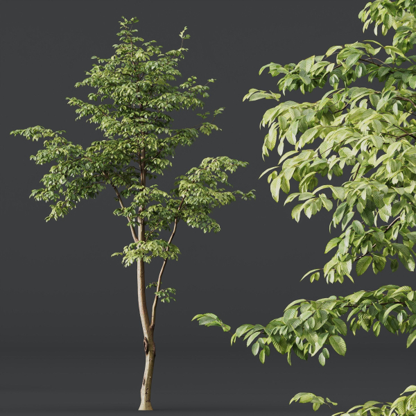 Plants Carpinus Betulus