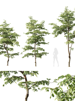 Plants Carpinus Betulus