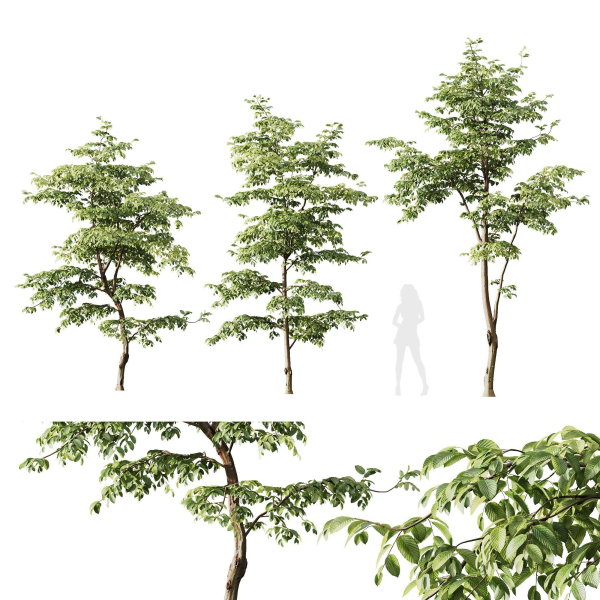 Plants Carpinus Betulus