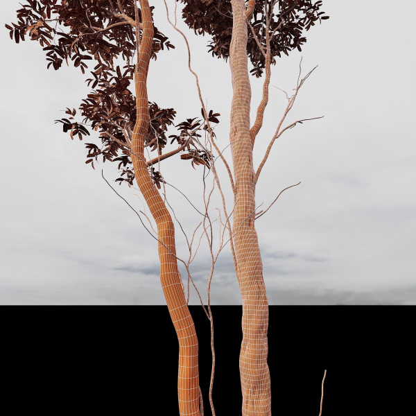 Plants Castanea Sativa