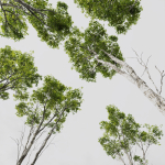 Plants Castanea Sativa
