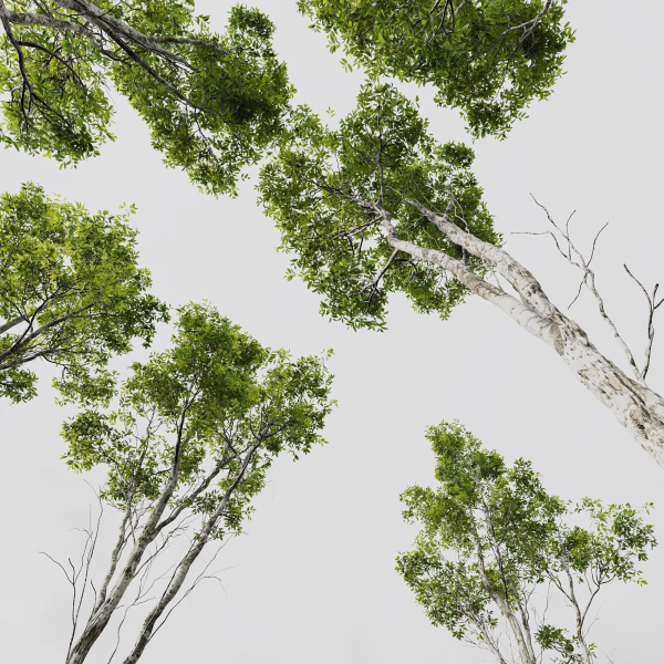 Plants Castanea Sativa