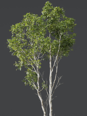 plants-castanea-sativa-3d-model-46ed1aa3c5