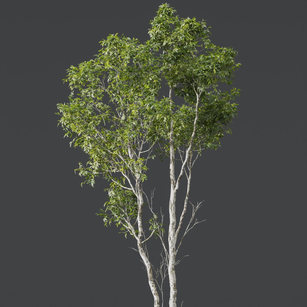 Plants Castanea Sativa