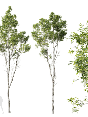 Plants Castanea Sativa