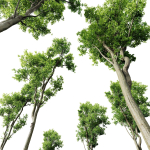Plants Celtis Australis02