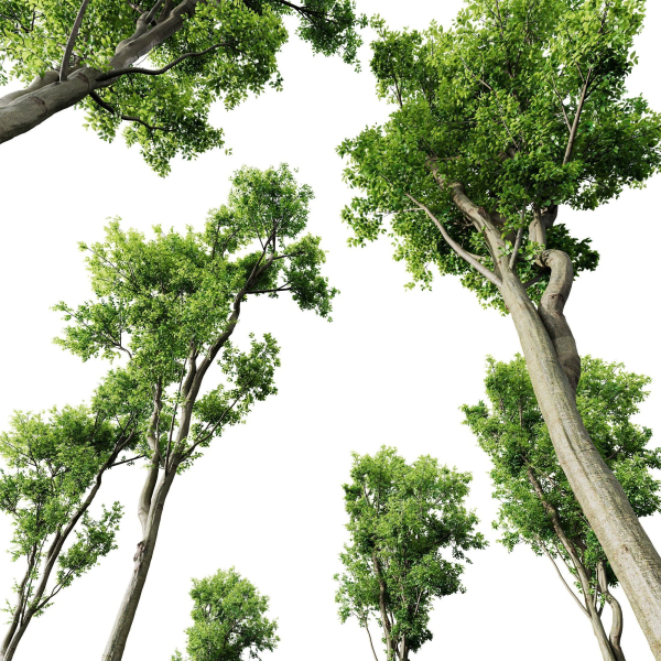 Plants Celtis Australis02