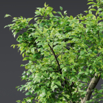 Plants Celtis Australis02