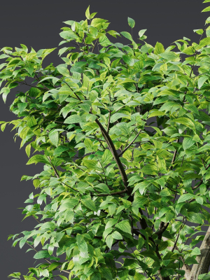 plants-celtis-australis02-3d-model-a78b29b8d3