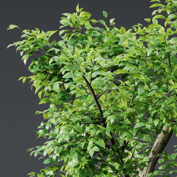 Plants Celtis Australis02