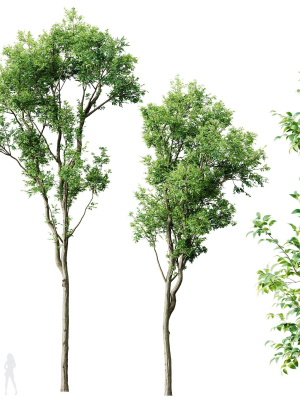 Plants Celtis Australis02