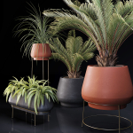 Plants Collection 01