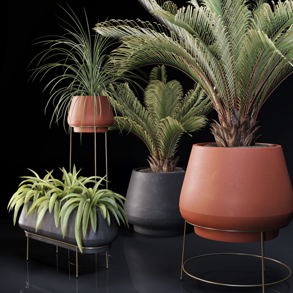 Plants Collection 01