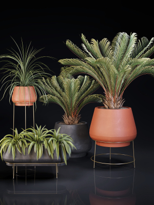 Plants Collection 01