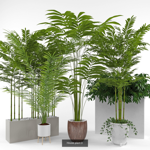 Plants collection 05