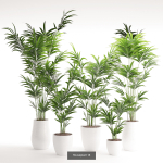 Plants collection 05