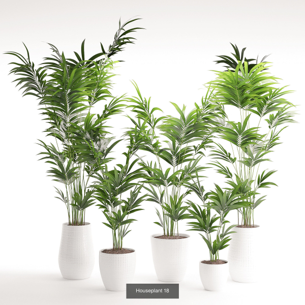 Plants collection 05
