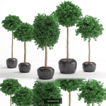 Plants collection 05