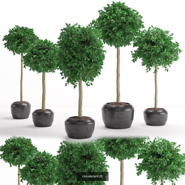 Plants collection 05