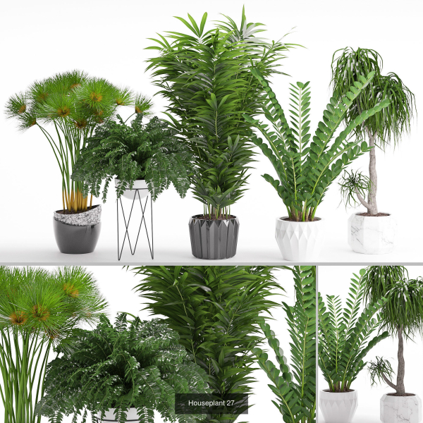 Plants collection 05