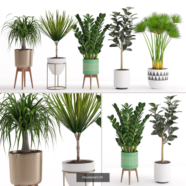 Plants collection 05