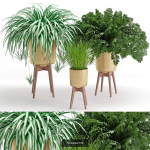 Plants collection 05