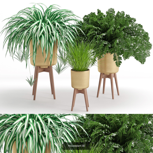 Plants collection 05