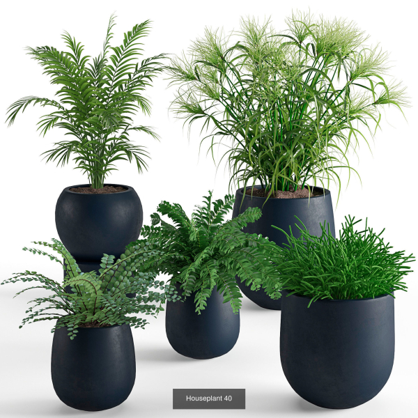 Plants collection 05