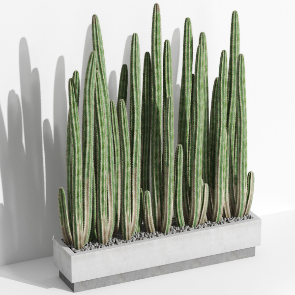 Plants collection 1000