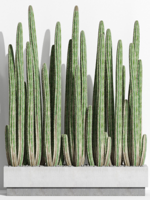 plants-collection-1000-3d-model-f9051e7a4a