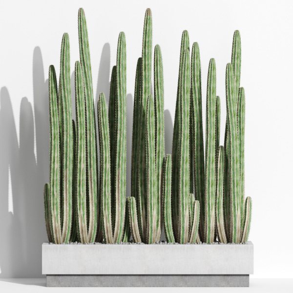 Plants collection 1000