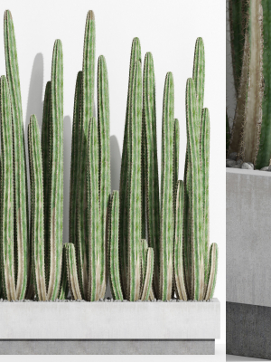 Plants collection 1000