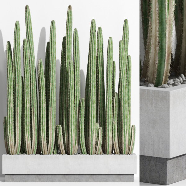 Plants collection 1000