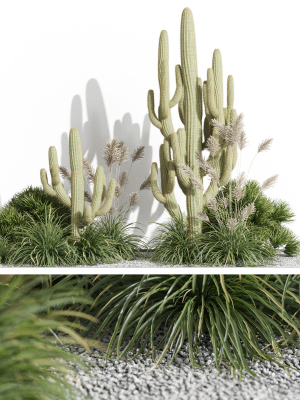 Plants collection 1001