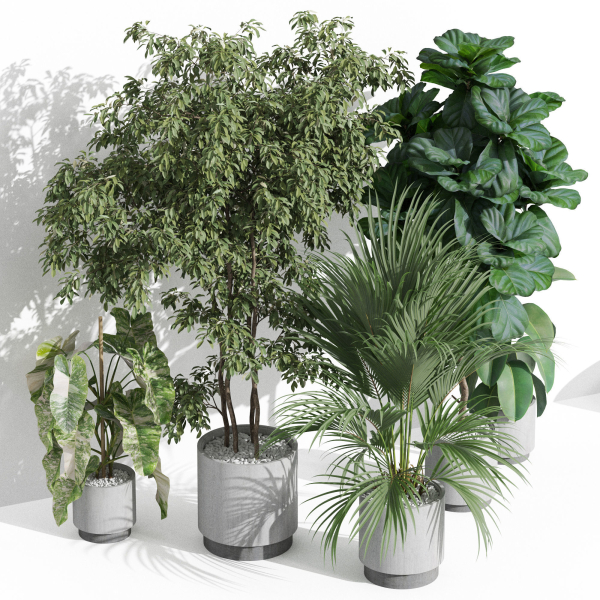 Plants collection 1002