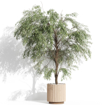 Plants collection 1003