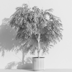 Plants collection 1003