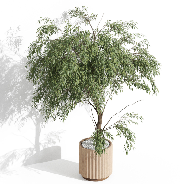 Plants collection 1003