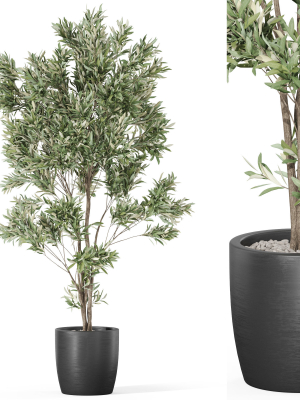 Plants collection 1004
